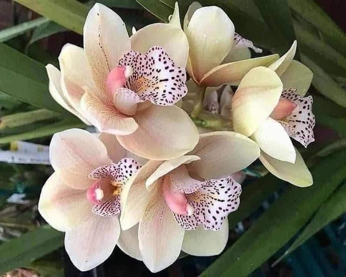 Magic Flower Rooms Cahuita Exterior foto