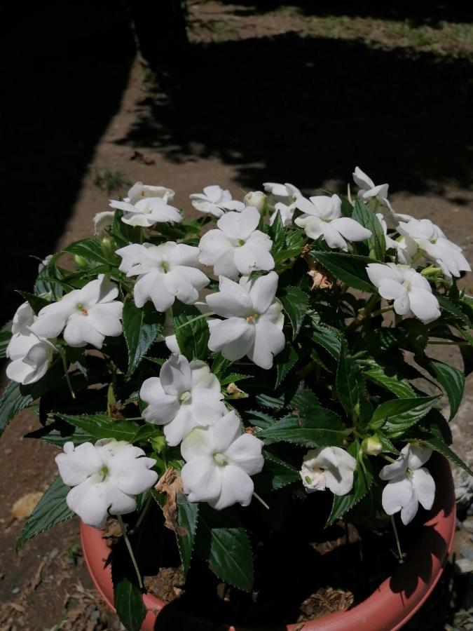 Magic Flower Rooms Cahuita Exterior foto